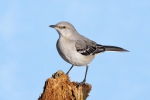 Mockingbird On A Stump
