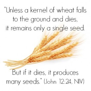 Jesus said, “Very truly I tell you, unless a kernel of wheat falls to the ground and dies, it remains only a single seed. But if it dies, it produces many seeds.” (John 12:24, NIV) | KingdomNomics.com