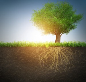 Rooted in the soil of God's love | KingdomNomics